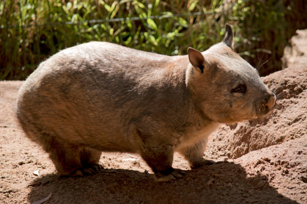 istock the hairy nosed wombat is enjoying the sun 1503073885