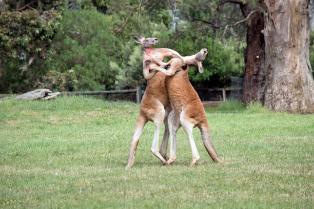 Красный кенгуру интернациональная ул 59 абинск фото Красный кенгуру интернациональная ул 59 абинск фото