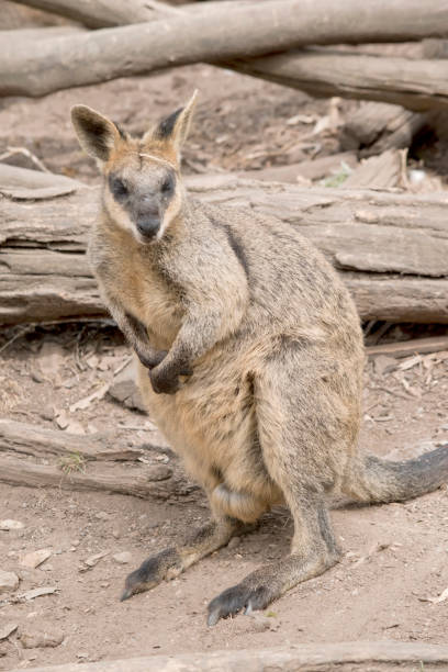 istock swamp wallaby standing on its hind  legs 1503075287