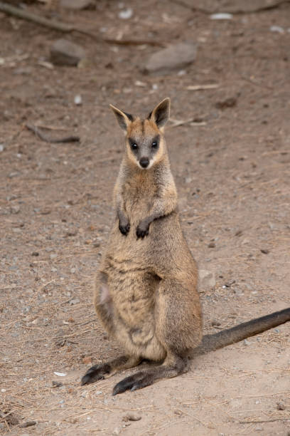 istock the swap wall is standing on its hind legs 1503075819
