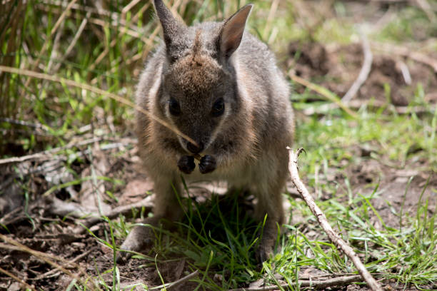 istock the joey tammar wallaby is mainly grey with tan arms and head 1503076364