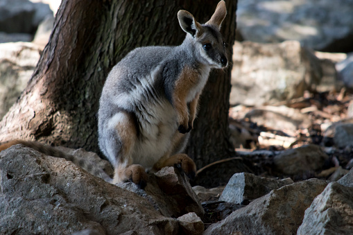 the yellow footed rock wallaby is grey, white and tan