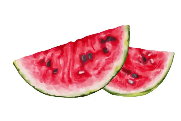 Vector illustration of Composition of watermelon slices. Front view. Red flesh with pits and hard skin. Healthy and juicy food.