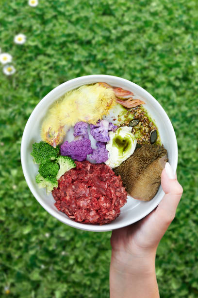 Natural raw food for dog Bowl with meat, chicken, tripe, vegetables, seeds and oil in female hand on a background of green grass Top view stock photo