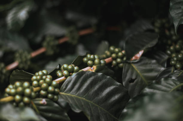 コーヒーの木のプランテーションにある新鮮な有機グリーンコーヒー、生のベリーコーヒー豆の接写。 - caffeine macro close up bean ストックフォトと画像