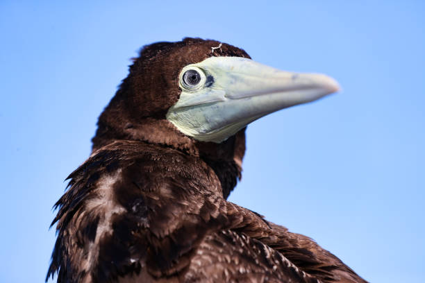 Images of a Brown Booby bird.\nImages taken on June 24, 2023, QLD, Australia