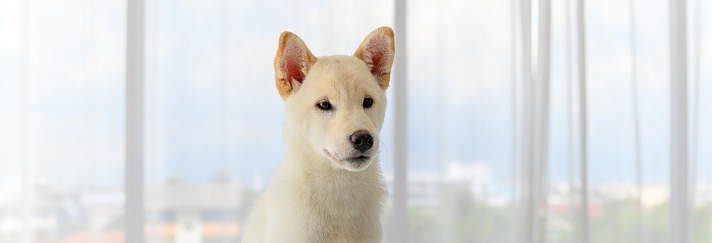 A white Shiba Inu dog with deer horns isolated on a white background. Space for copy.