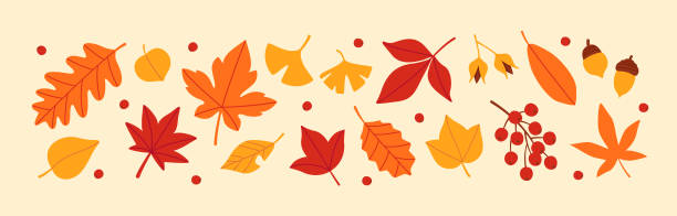 набор осенних листьев и орехов - autumn leaf november japan stock illustrations