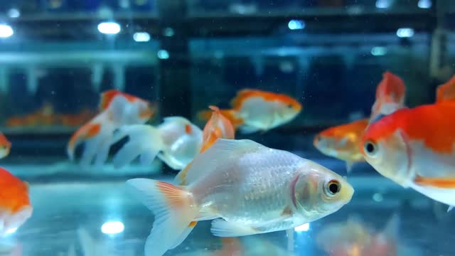Footage of swimming little or gold fish in a water tank or aquarium with artificial light in the decorative fish store