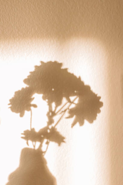 istock Flower silhouette shadow on the wall, abstract summer background 1503112713
