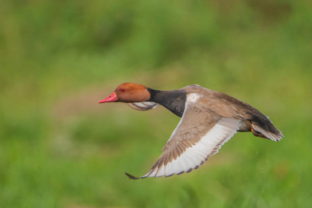 istock Red-Crested Pochard in flight against a blurred green background. 1503114431