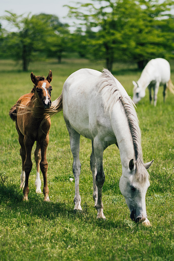Asil Arabian mare (Asil means - this arabian horses are of pure egyptian descent) and her foal - about 14 days old in gallop on meadow. 