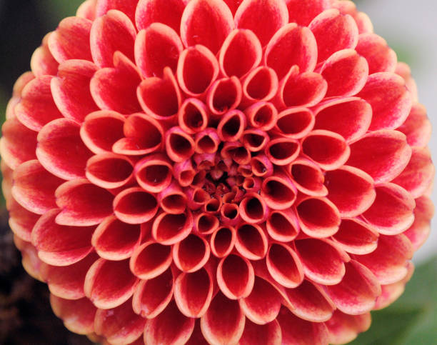 istock Floral Natural Designed Of Flower 1503117731