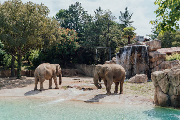 Open enclosures with elephants at Bergamo Zoo, Italy in Bergamo, Lombardy, Italy