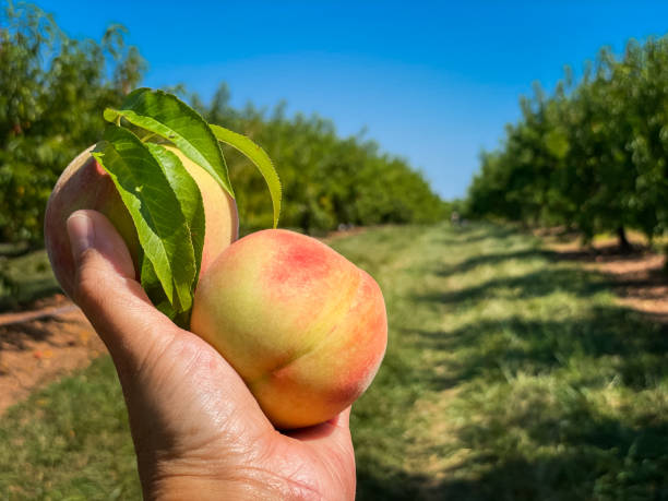 istock Hand holding peaches in orchard. 1503118274
