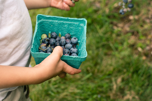 Closeup of child holding a carton of blueberries in field. in United States, Virginia, Delaplane