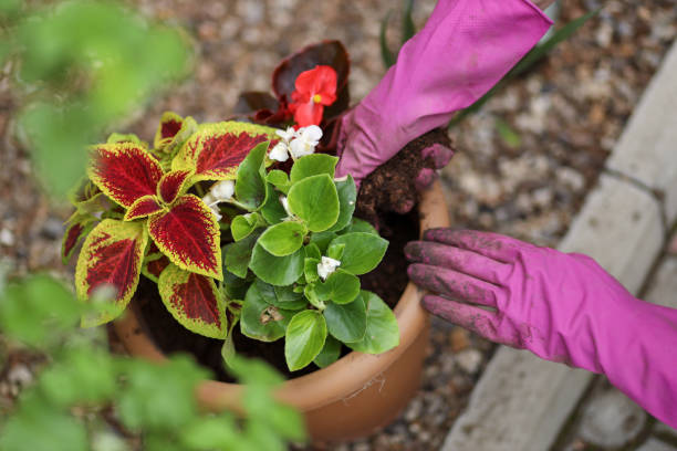 istock person with gloves doing gardening 1503120108