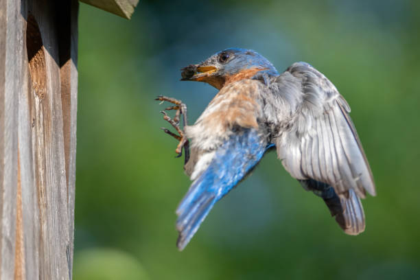 istock Male Eastern Bluebird Delivering a Beetle to the Nest. 1503120121