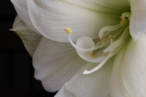 Close-up view of white amaryllis against dark blue background. in United States, District of Columbia, Washington
