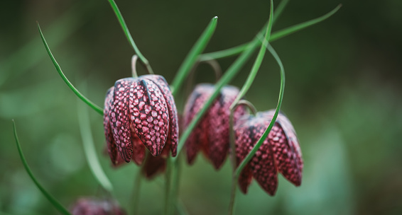 Close up of checkered lily fritillaria flowers in spring garden. in Kingston, Ontario, Canada