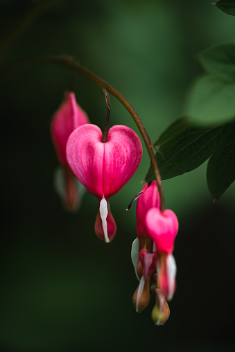 Close up of pink bleeding heart flowers against dark green background. in Kingston, Ontario, Canada