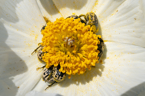 Kern's Flower Scarab Beetles on White Prickly Poppy Flower in Austin, Texas, United States