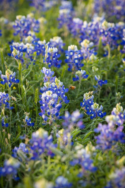 istock A bee in a field of bluebonnets 1503124176