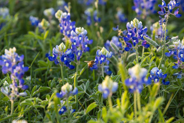 istock A bee in a field of bluebonnets 1503124177