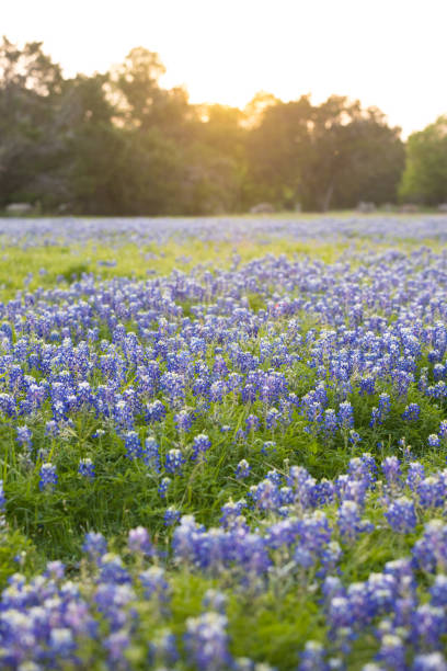 istock A field of bluebonnets during springtime 1503124260