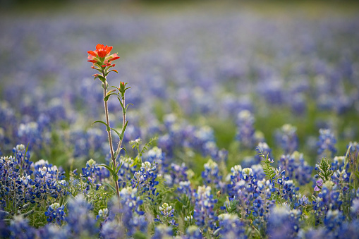 Indian paintbrush in a field of bluebonnets in Austin, Texas, United States