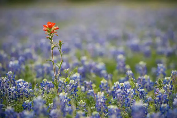 Indian paintbrush in a field of bluebonnets in Austin, Texas, United States