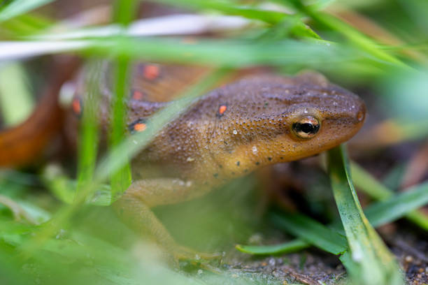 Eastern Newt in Red River Gorge, Kentucky in Slade, Kentucky, United States