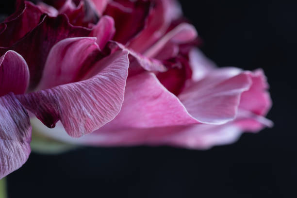 istock Closeup of pink and white ranunculus petals. 1503124699