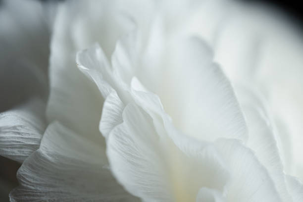 istock Detail of white ranunculus against dark background. 1503124706