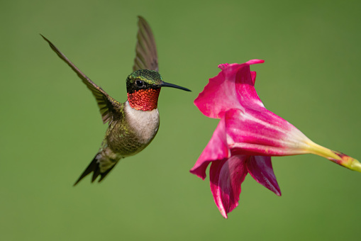 A Ruby-throated Hummingbird Gathering Nectar from a Mandevilla Flower in Pilot Mountain, North Carolina, United States