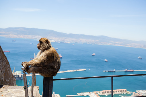 Monkey sat on a fencepost in Gibraltar in Gibraltar, Gibraltar