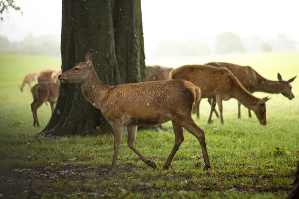 istock Deer at Tatton Park, Knutsford England 1503129162