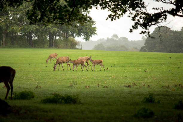 View of Deer grazing in a local park in Cheshire, UK