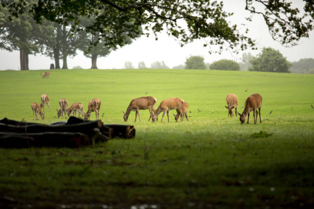 Deer feeding at Tatton Park in Cheshire, UK in Knutsford, England, United Kingdom