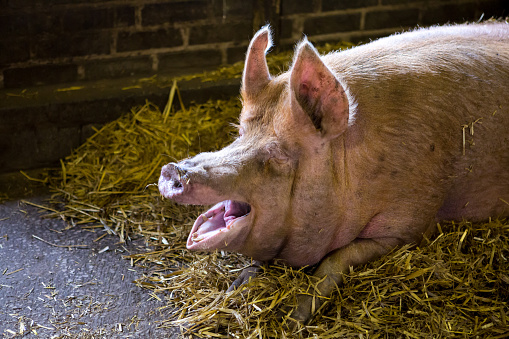 Noisy pig on a farm in Cheshire, UK in Knutsford, England, United Kingdom