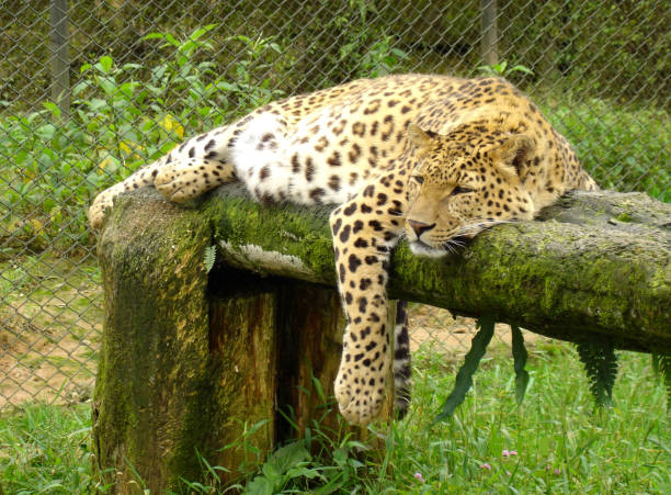 istock Endangered Animal Himalayan Leopard Perched In Zoo 1503130383