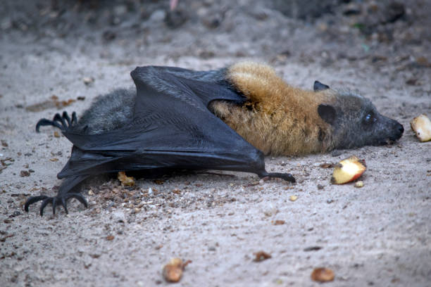 nietoperz owocowy pełza po ziemi w poszukiwaniu pożywienia - bat fruit bat mammal australia zdjęcia i obrazy z banku zdjęć