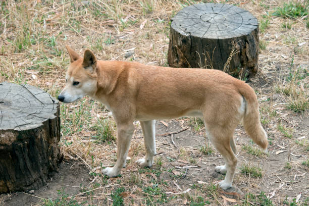 istock this is a side view of a golden dingo 1503144726