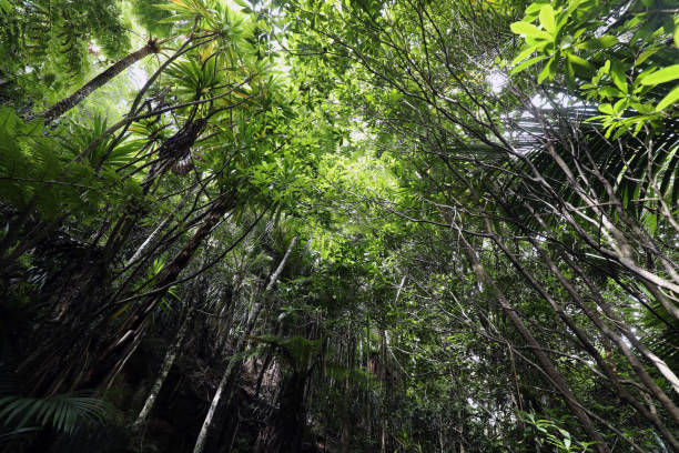 istock Norfolk Island Green Shrubs 1503149088