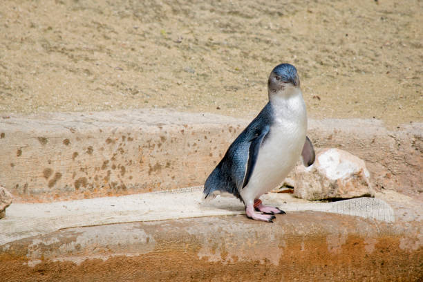 istock the fairy penguin is a black and white seabird that cannot fly 1503156301