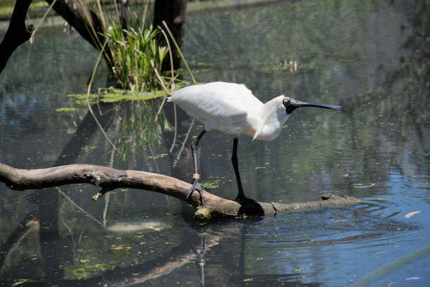 istock the royal spoonbill is standing on a log iin the river 1503160110