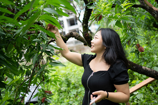Happy asian women picking fresh fruits