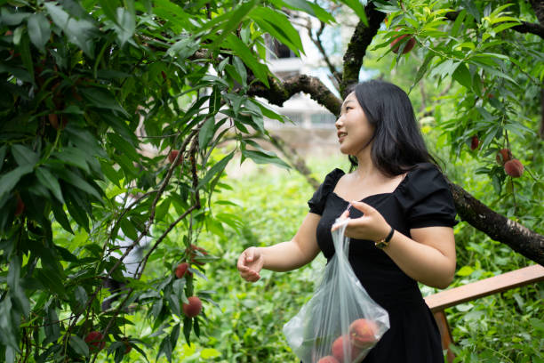 The joy of harvesting fresh peaches