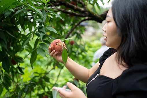 Asian women picking fresh peaches