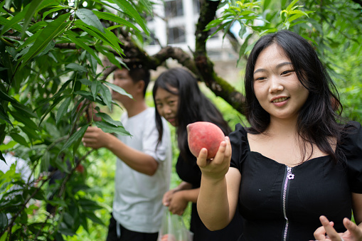 Asian family is picking fruit